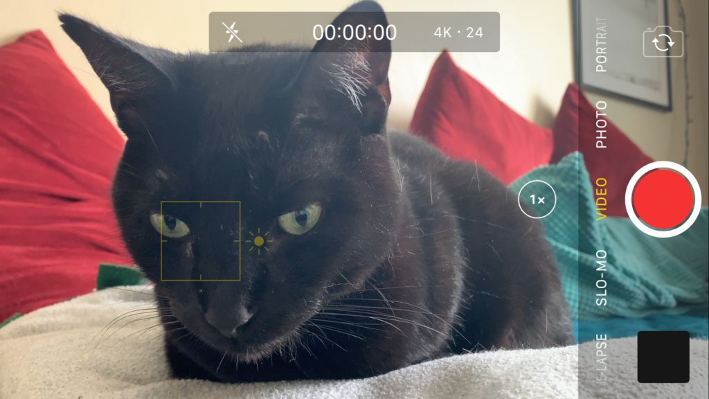 Screenshot: close-up of cat at standard zoom