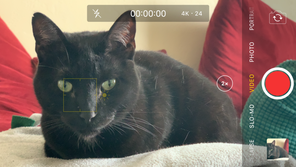 Screenshot: close-up of cat at 2x zoom